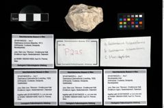 Foto (Objekt + Etikett) von Munidopsidae indet.  (NHMW-GEO-2014-0194-0225c)